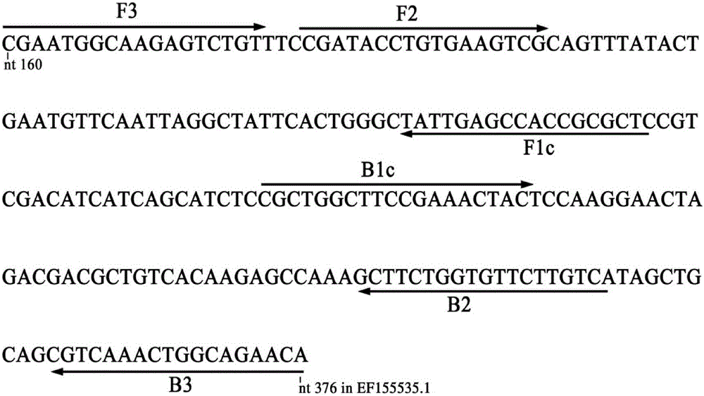 Method for Quantitative Detection of Banana Fusarium wilt Race 4 from Soil