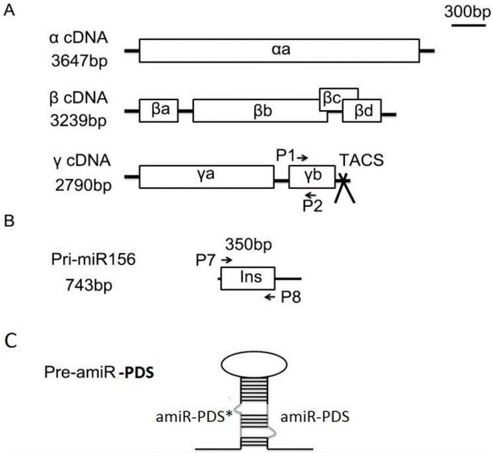 Recombinant barley stripe mosaic virus-mediated wheat target miRNA overexpression method