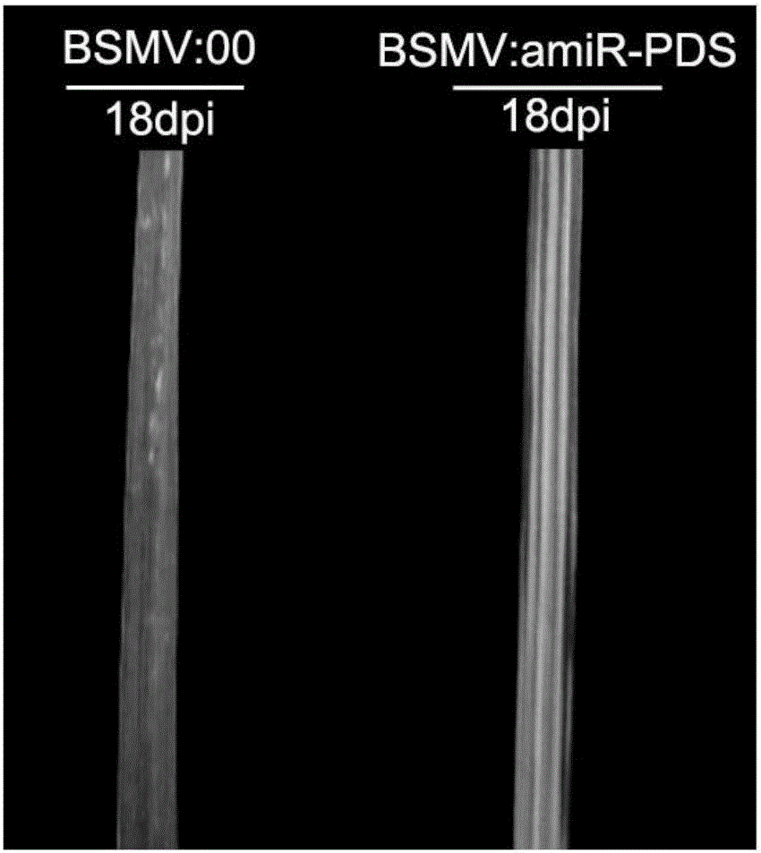 Recombinant barley stripe mosaic virus-mediated wheat target miRNA overexpression method