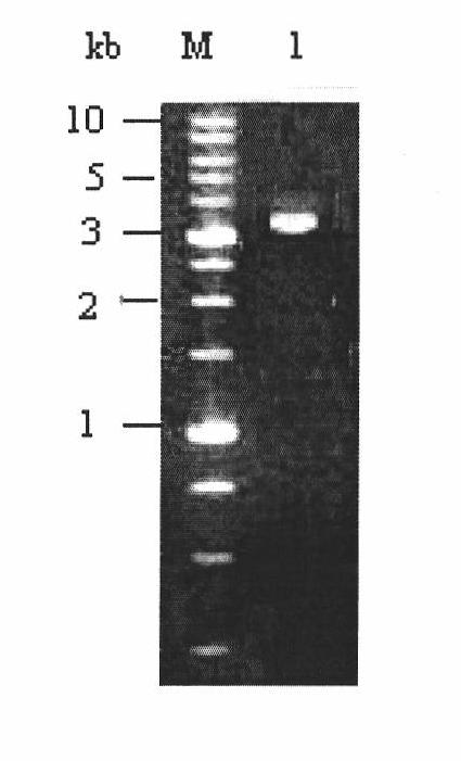 Novel Bt protein Cry4Cc1, coding gene thereof and use