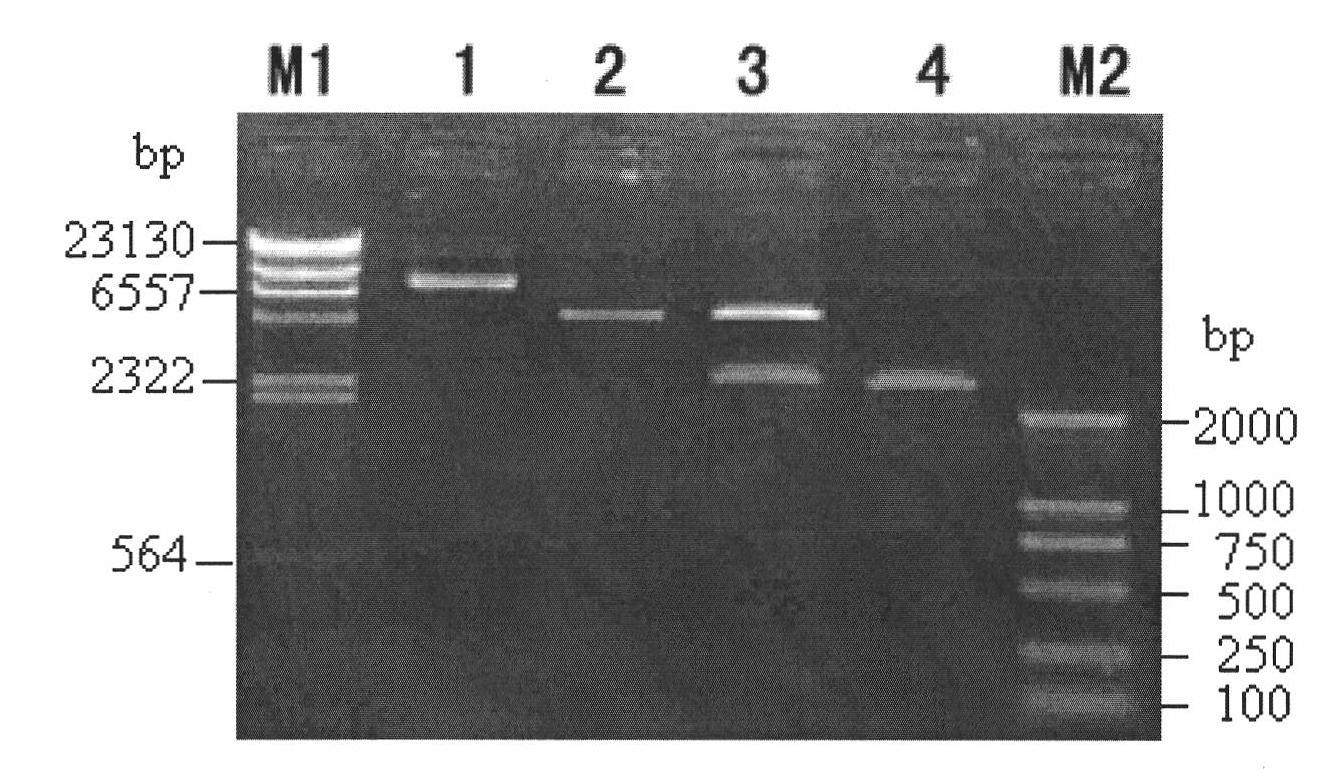 Novel Bt protein Cry4Cc1, coding gene thereof and use