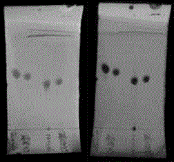 Preparation method for tetrandrine and fangchinoline