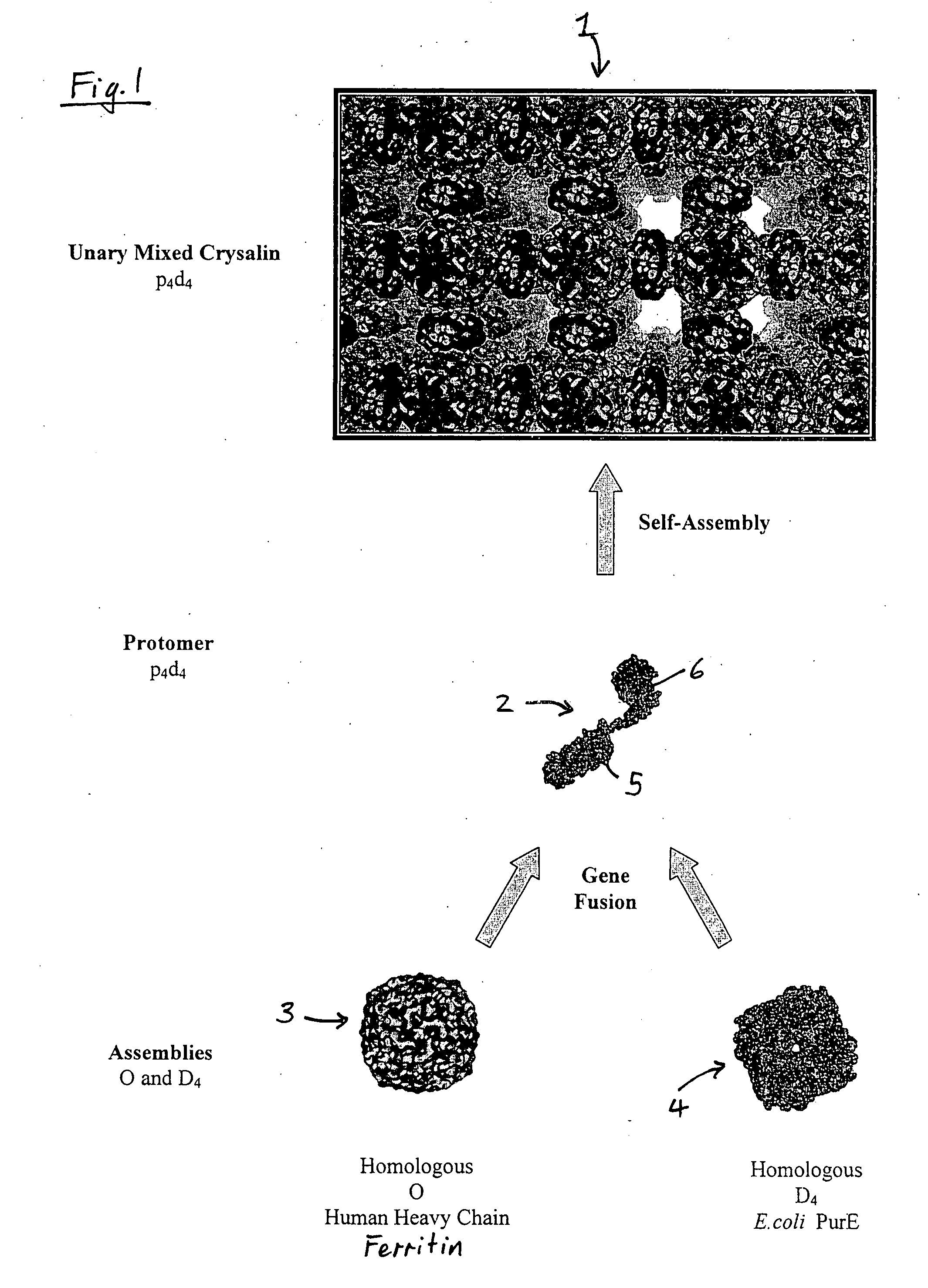 Protein structure