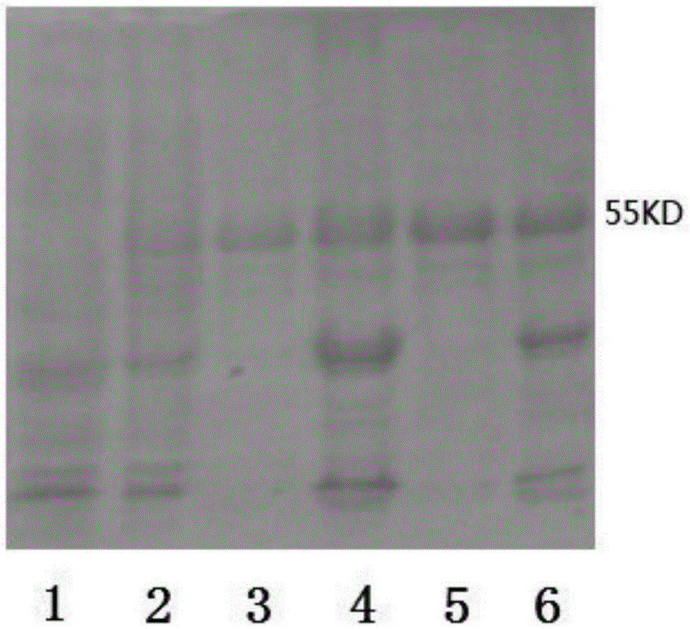 Method for improving S-adenosyl-L-cysteine hydrolase immunogenicity and hexasaccharide modified ahcy protein