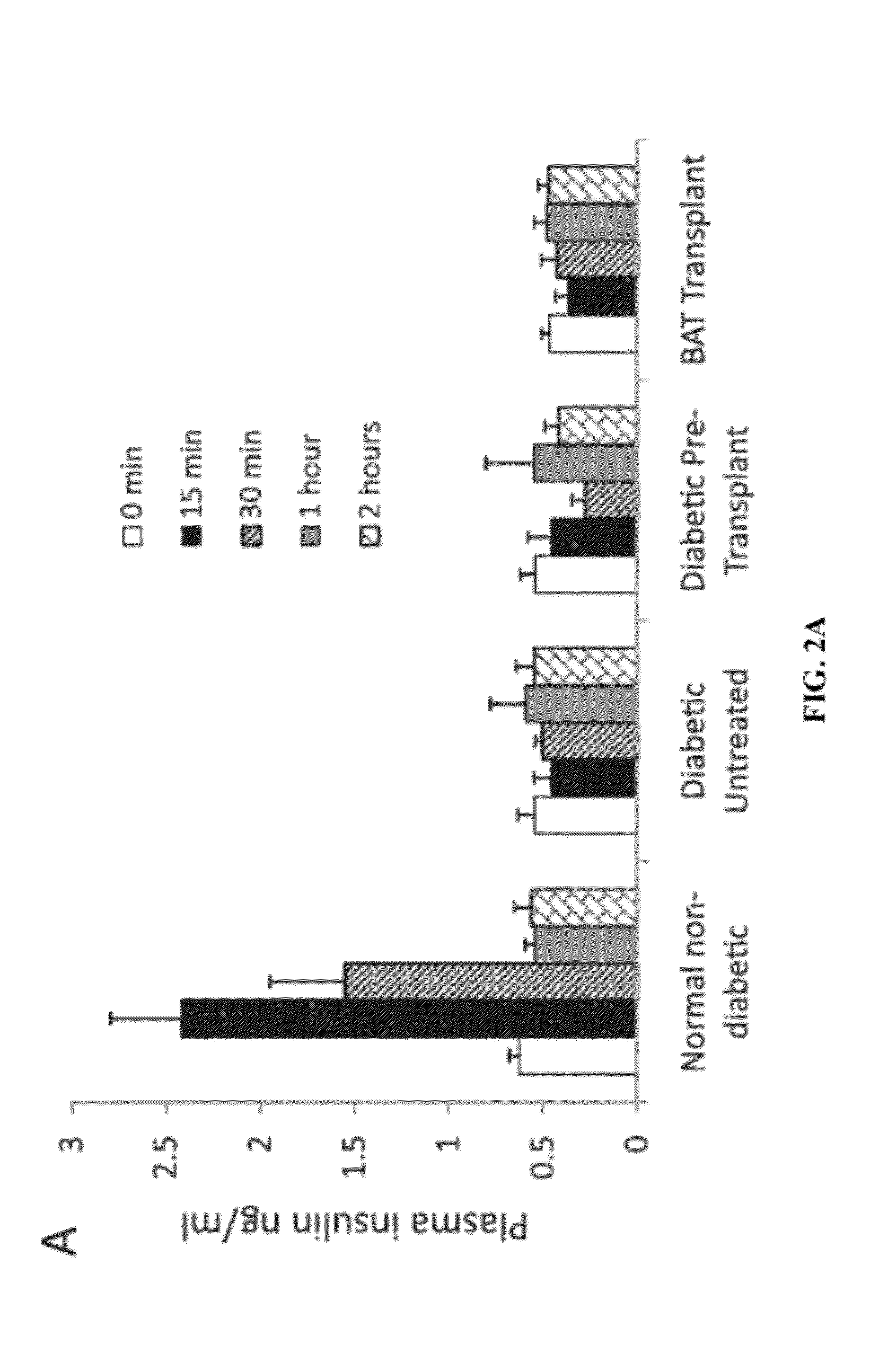 Methods For Treating Type Diabetes With Brown Adipose Transplants