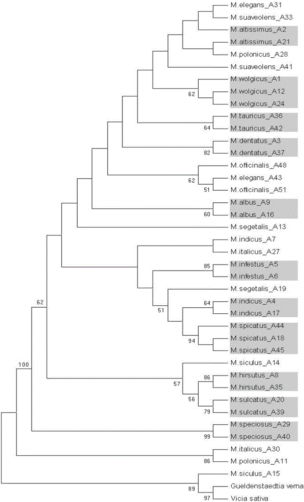 Specific primer combination for identifying different species of melilotus and application of specific primer combination