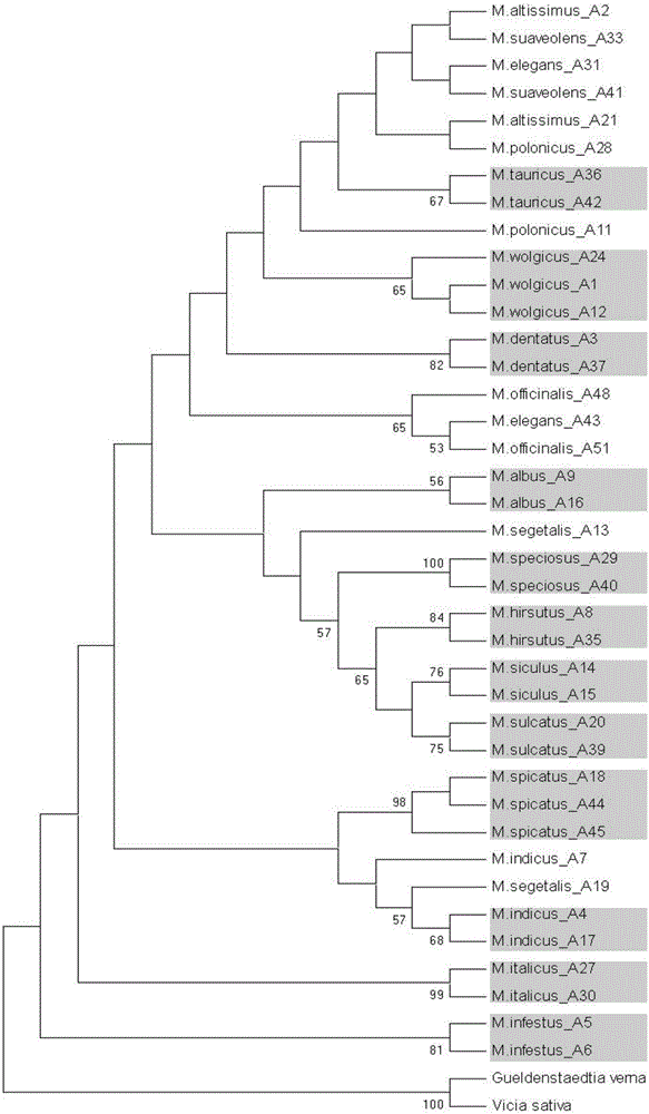 Specific primer combination for identifying different species of melilotus and application of specific primer combination