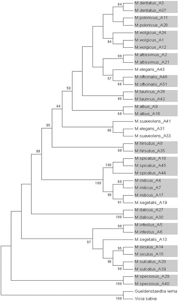 Specific primer combination for identifying different species of melilotus and application of specific primer combination