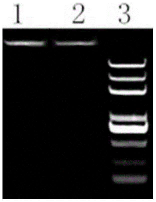 Method for rapidly extracting animal waste microbial genomes based on paramagnetic particle method