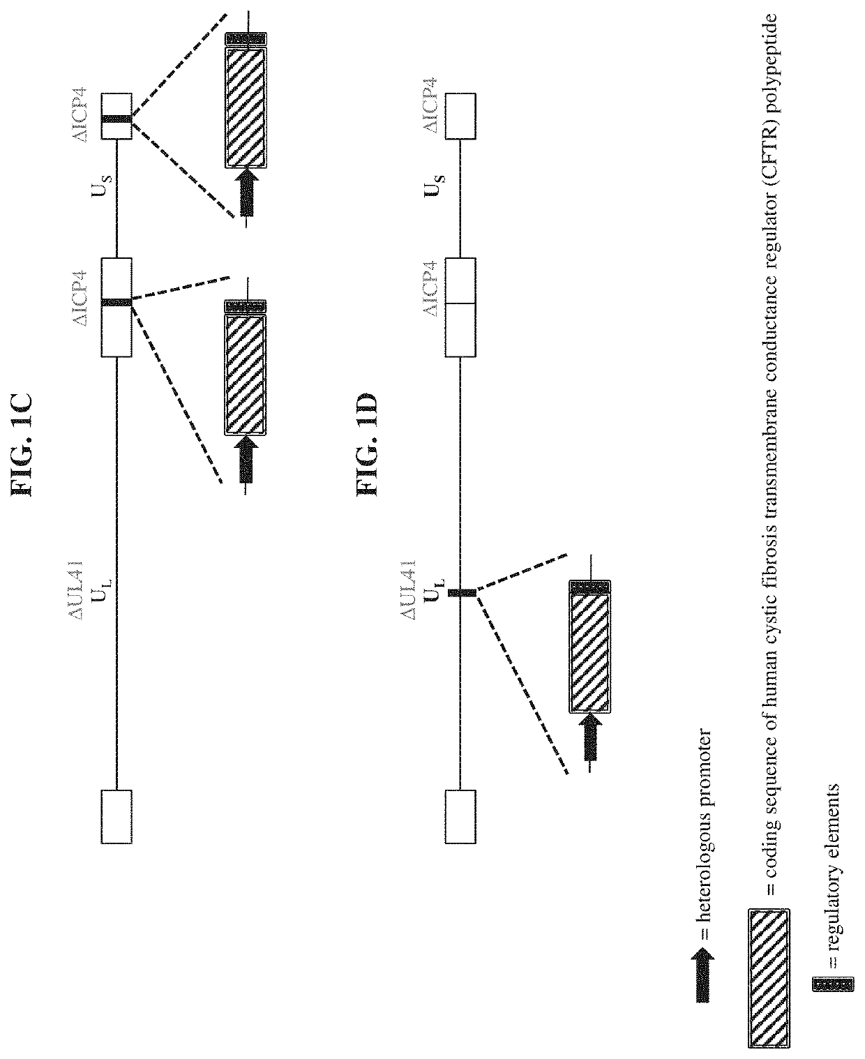 Compositions and methods for delivering cftr polypeptides