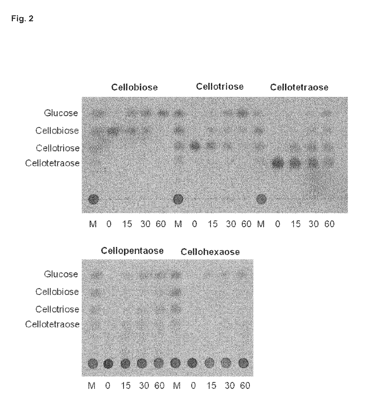 Use of a sugar tolerant beta-glucosidase