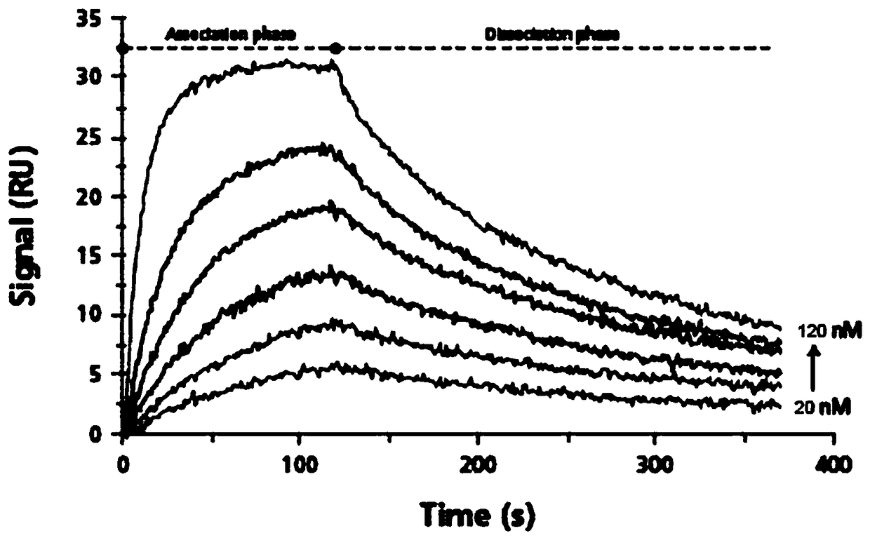 Polypeptide capable of inhibiting hepatitis B X-interacting protein, drug containing polypeptide and application thereof