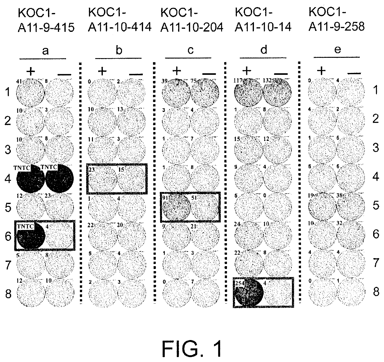 KOC1-derived peptide and vaccine including same