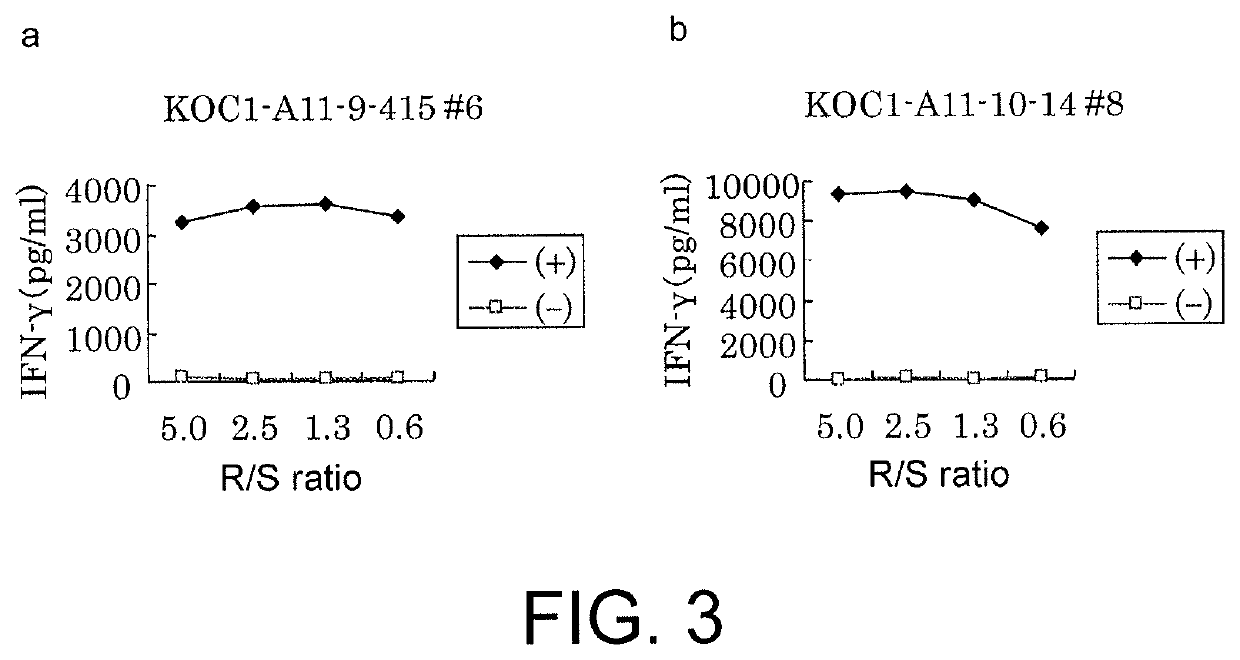 KOC1-derived peptide and vaccine including same