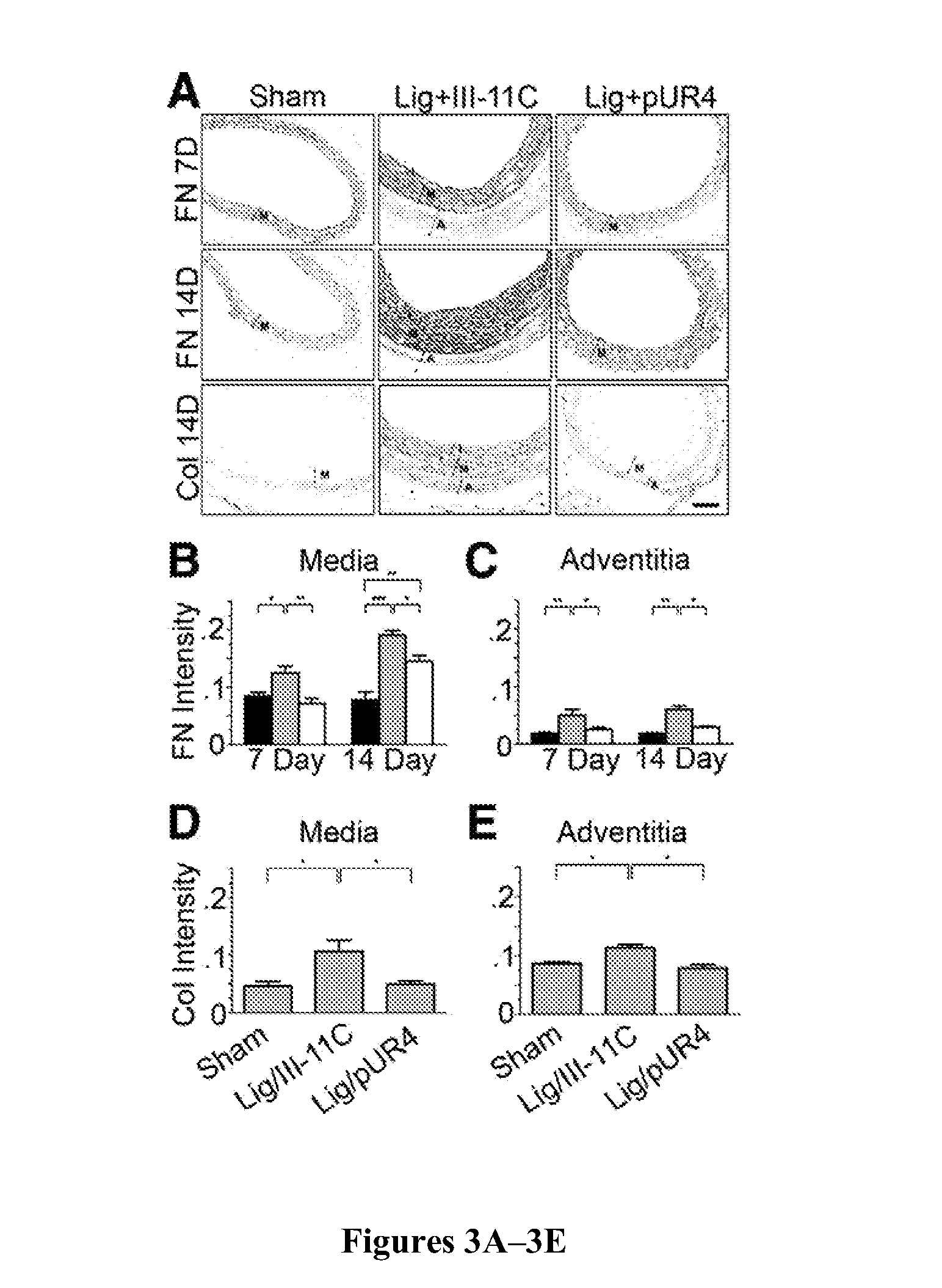 Treatment of fibrosis-related disorders using fibronectin binding proteins and polypeptides