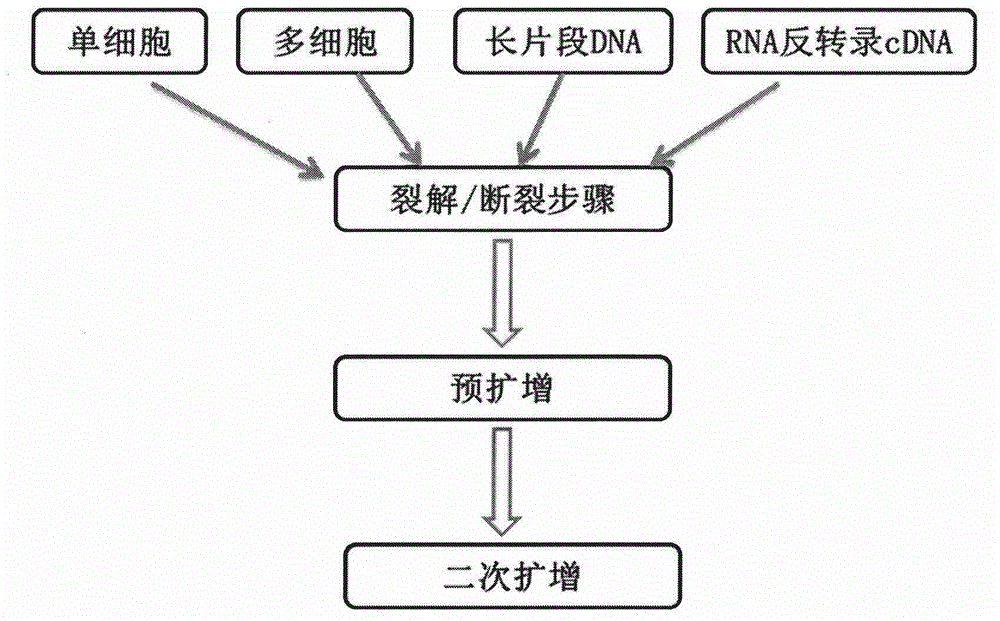 Method and kit for rapid construction of single-cell DNA sequencing library