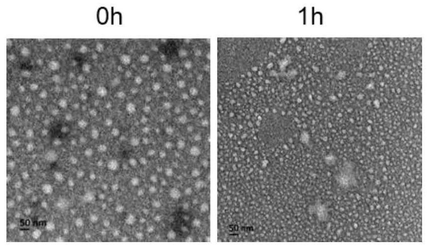 Hypoxia sensitive nitrobenzene chitosan and its preparation and application