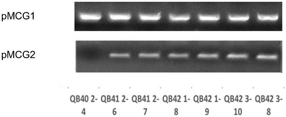 Application of OsGP3 gene in improving photoinhibition resistance of rice