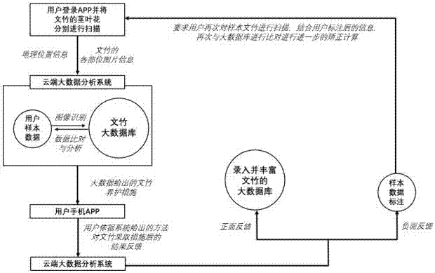 APP based on big data and image identification for household cultivating and maintaining asparagus fern