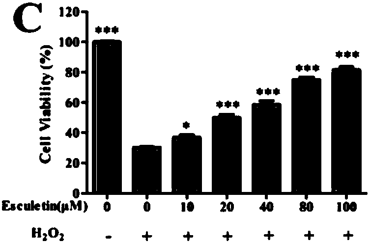 Application of aesculetin to preparation of medicine or health-care product for treating and preventing eye diseases