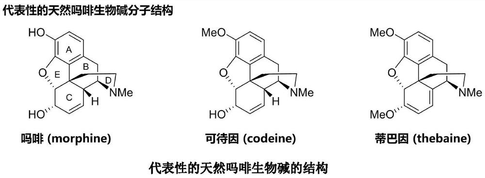 Thebaine derivative as well as preparation method and application thereof