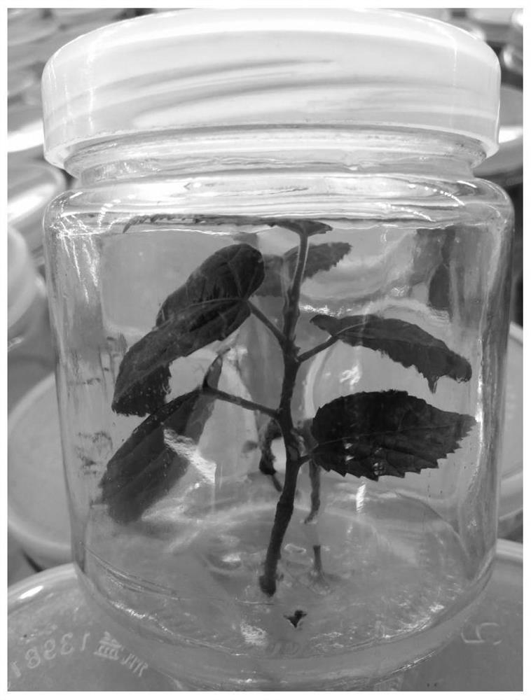 A kind of tissue culture rapid propagation method of Diantong