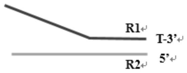 Sequencing library adapters with increased stability