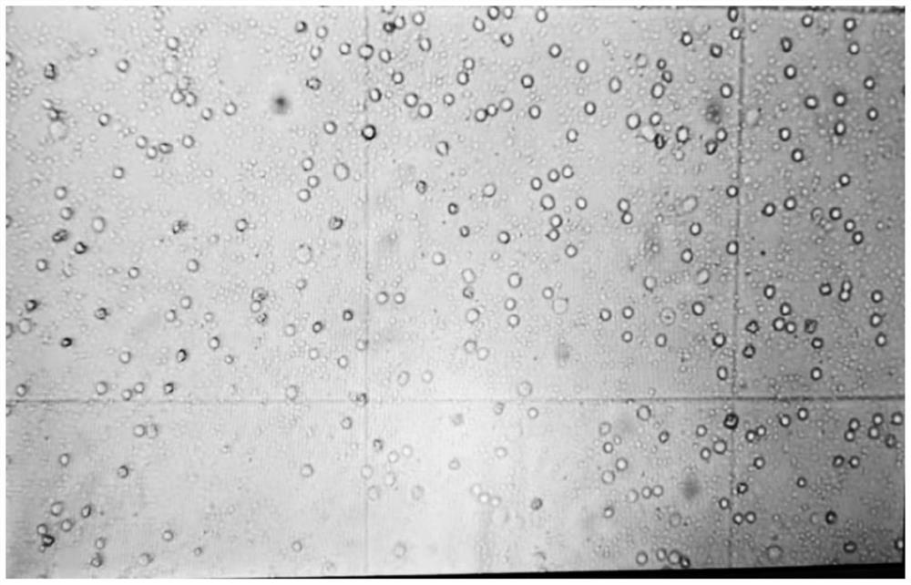 Human bone marrow and umbilical cord blood stem cell treatment kit and stem cell separation method