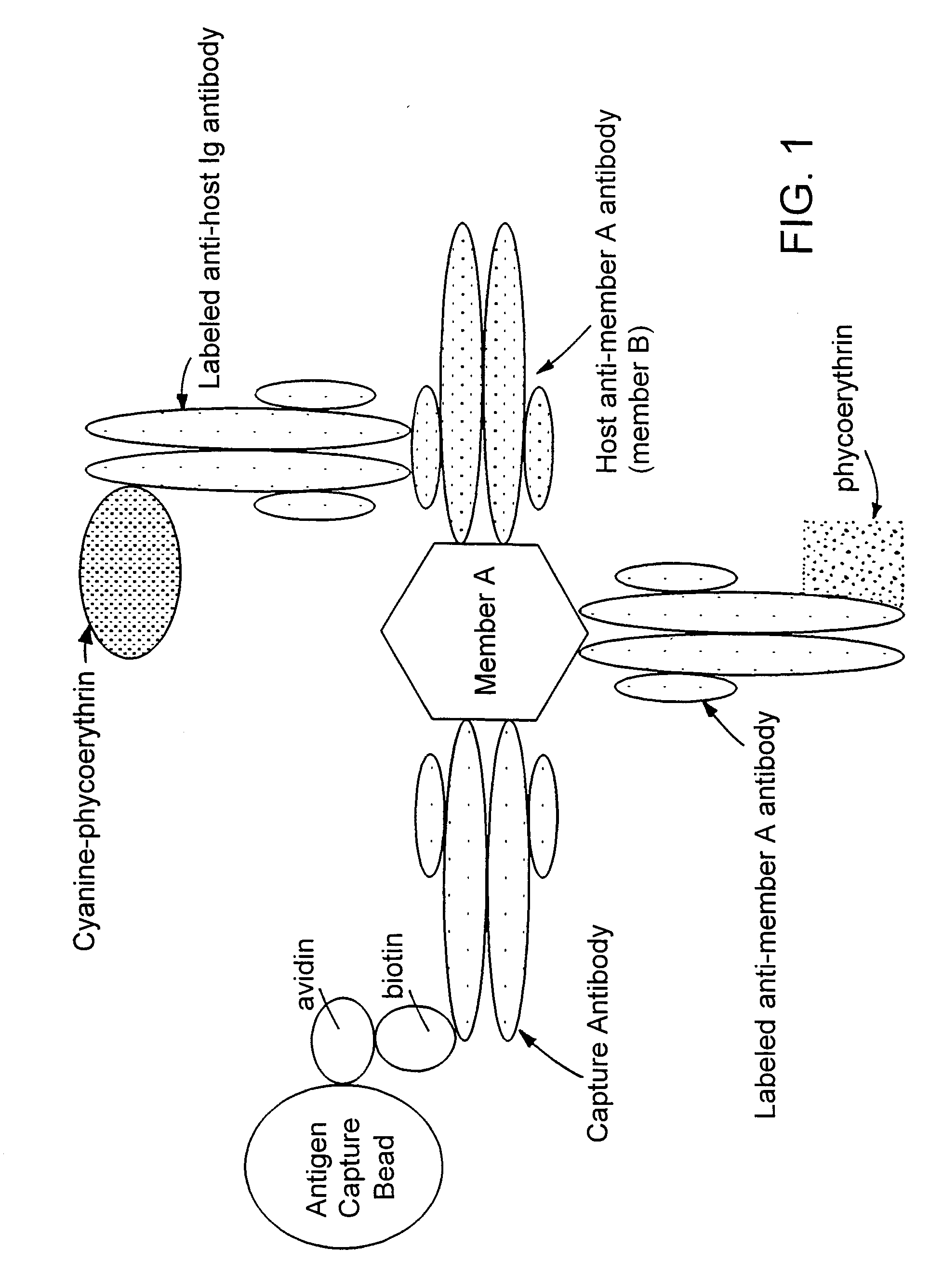 Methods for simultaneously detecting both members of a binding pair