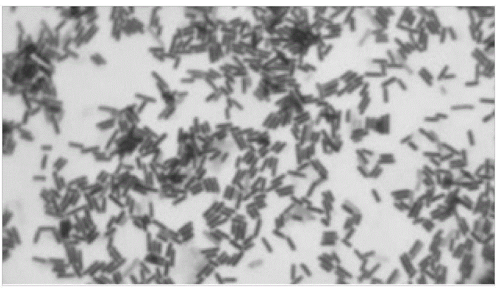 Pistacia lentiscus seed lipase-producing endophyte PC1 and separation method thereof