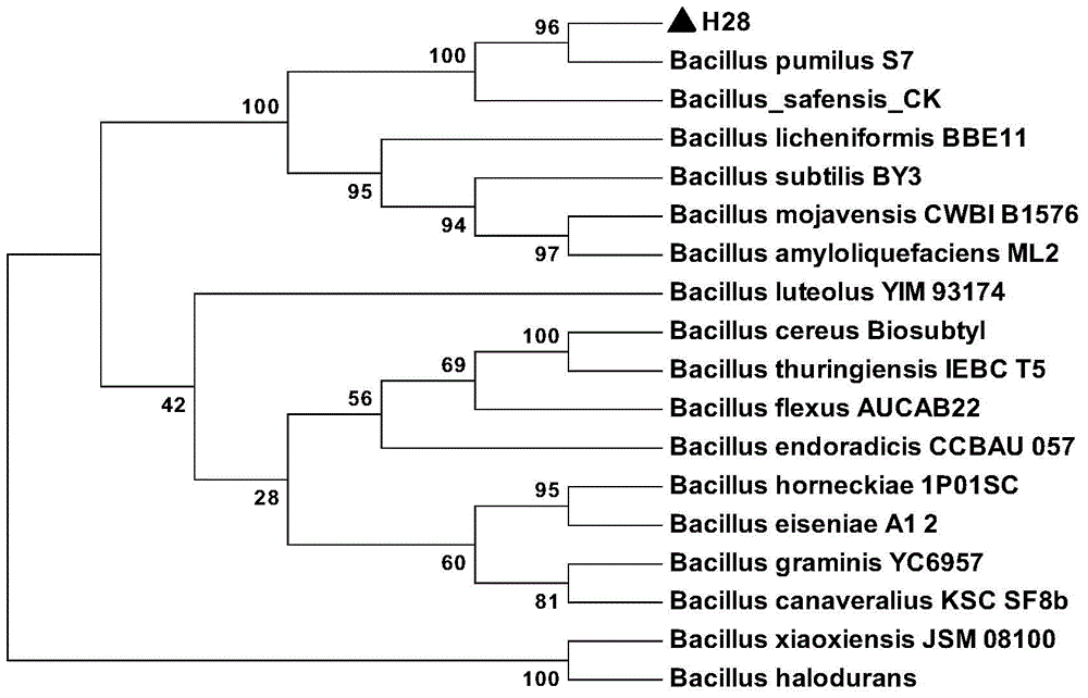 Pistacia lentiscus seed lipase-producing endophyte PC1 and separation method thereof