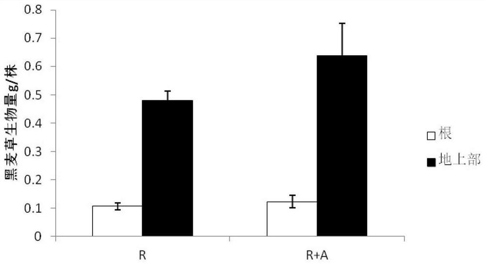 Aspergillus flavus tl-f3 strengthens the method of ryegrass to remediate heavy metal polluted soil