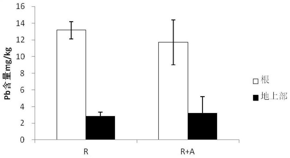 Aspergillus flavus tl-f3 strengthens the method of ryegrass to remediate heavy metal polluted soil