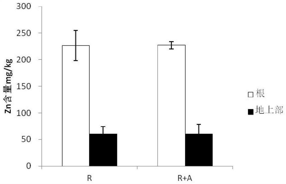 Aspergillus flavus tl-f3 strengthens the method of ryegrass to remediate heavy metal polluted soil