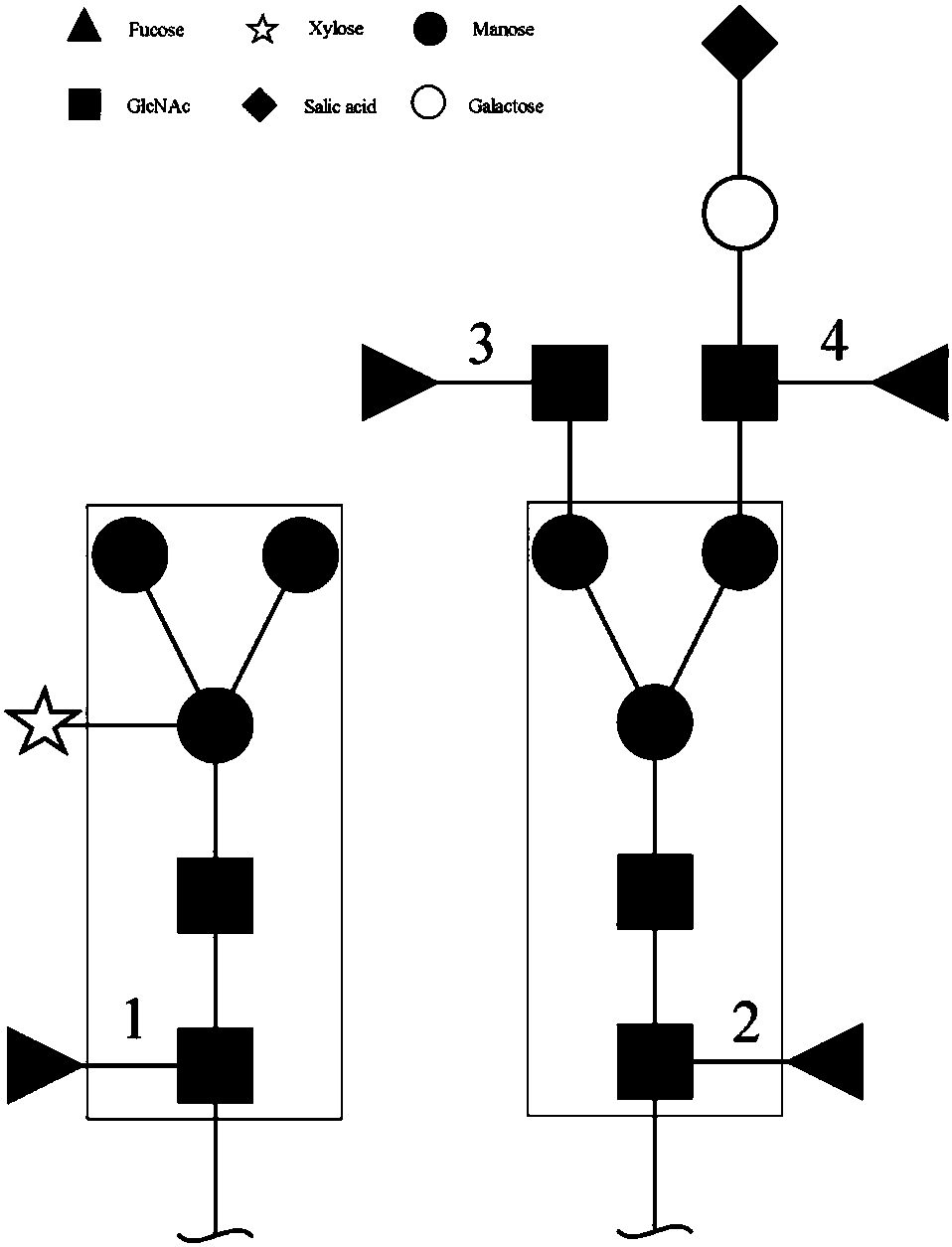 Core fucosidase as well as preparation and application thereof