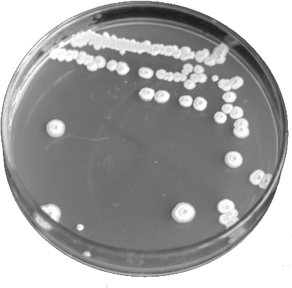 A kind of bacillus subtilis and bacterial agent thereof