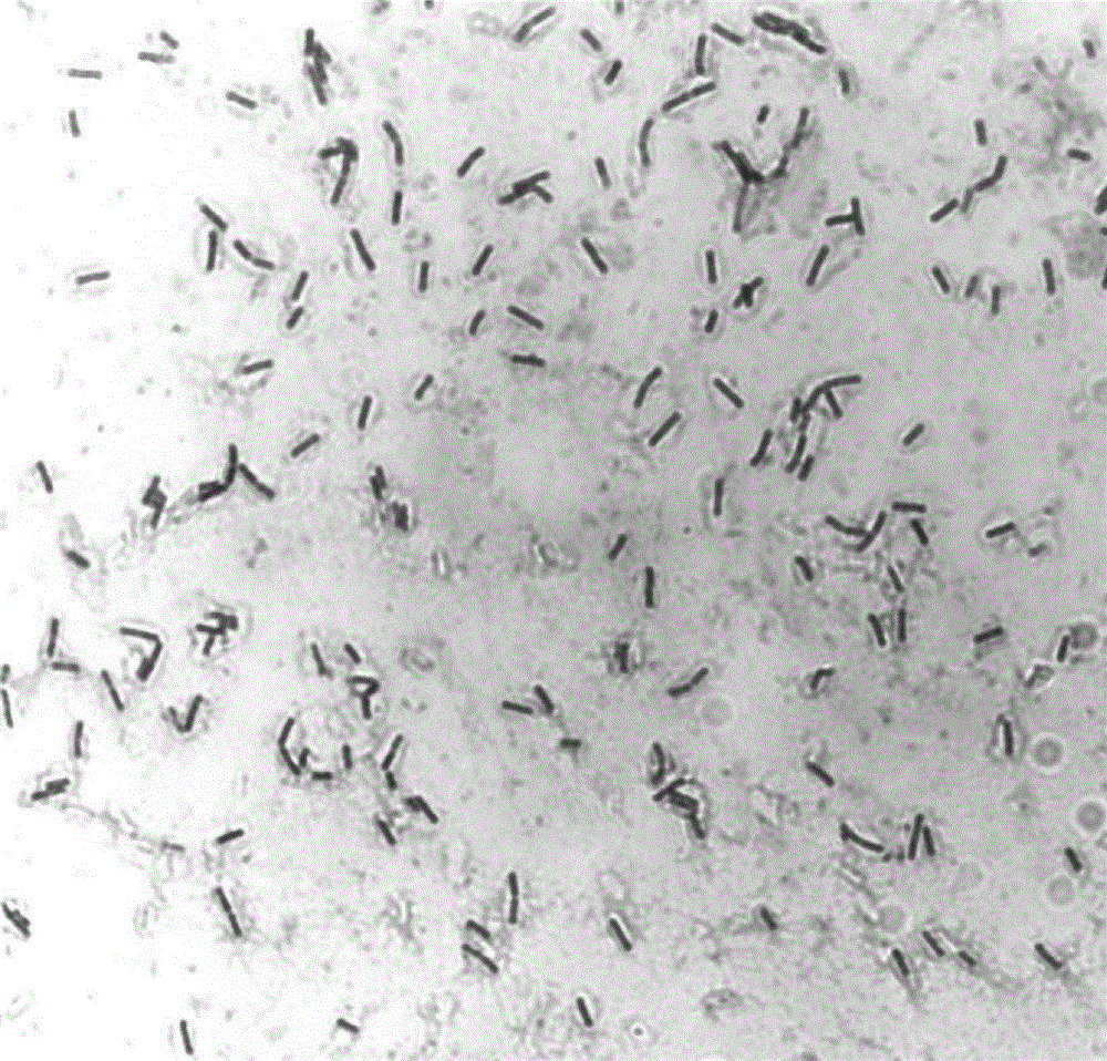 A kind of bacillus subtilis and bacterial agent thereof