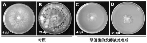 Application of metabolite of metarhizium anisopliae in preparation of gray mold biocontrol preparation