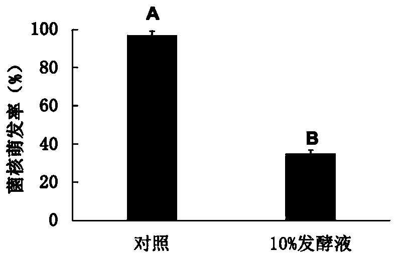 Application of metabolite of metarhizium anisopliae in preparation of gray mold biocontrol preparation