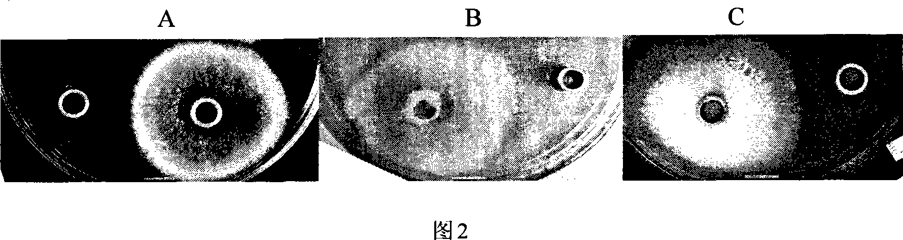 Bacillus thuringiensis bacterial strain for strain insect disinfestations, restraining epiphyte and uses thereof