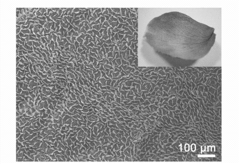 Enhanced Raman detection substrate based on natural biology super-hydrophobic structure surface and preparation method thereof