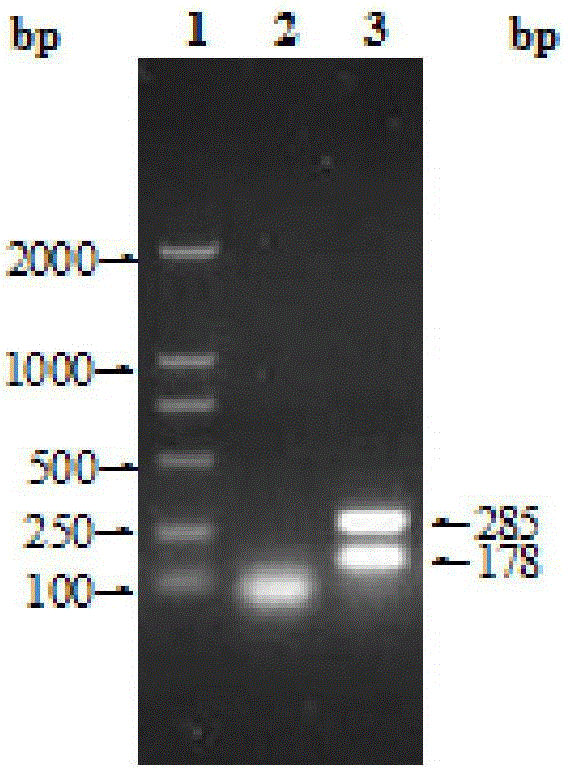 Bovine brucella indirect ELISA antibody detection kit