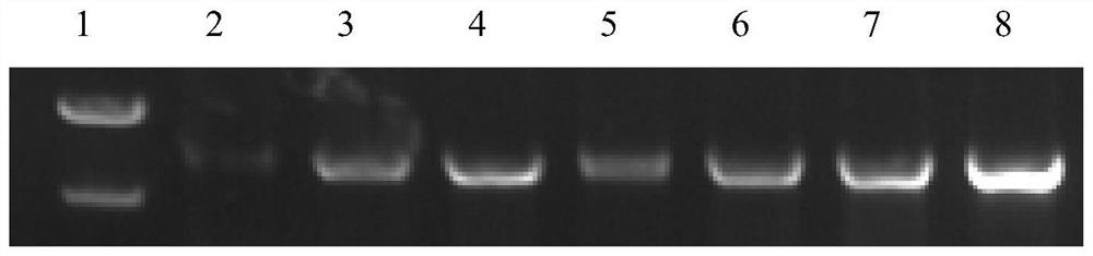 A carbon catabolism regulatory protein CCPA mutant K31A