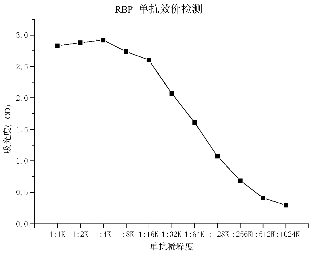 Hybridoma cell capable of secreting anti retinol binding protein monoclonal antibody and application