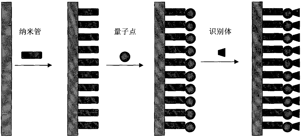 Preparation and application of electrochemiluminescence sensor for detecting trace pesticide residue