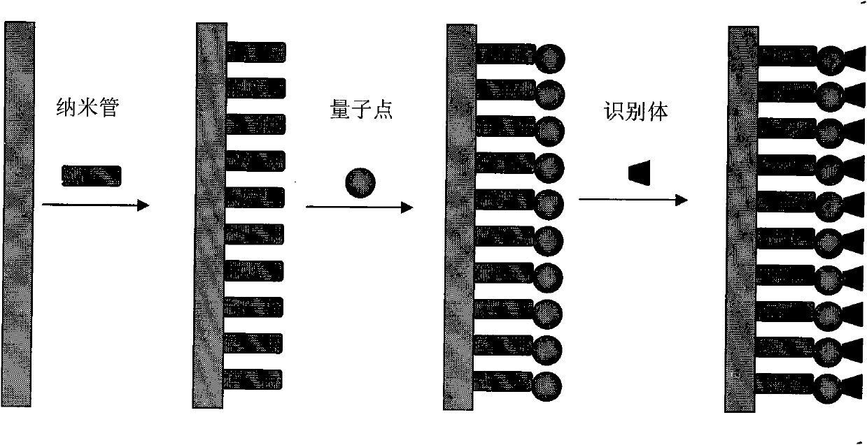 Preparation and application of electrochemiluminescence sensor for detecting trace pesticide residue