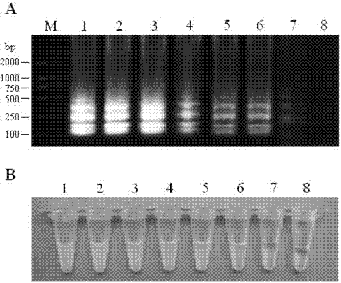 Primer group utilizing LAMP to detect vibrio alginolyticus and rapid diagnosis kit employing primer group