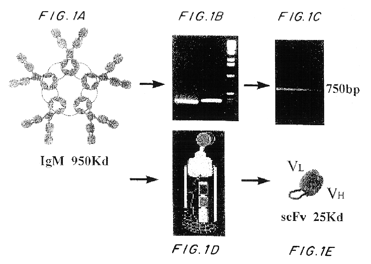 Filamentous bacteriophage displaying a beta-amyloid epitope