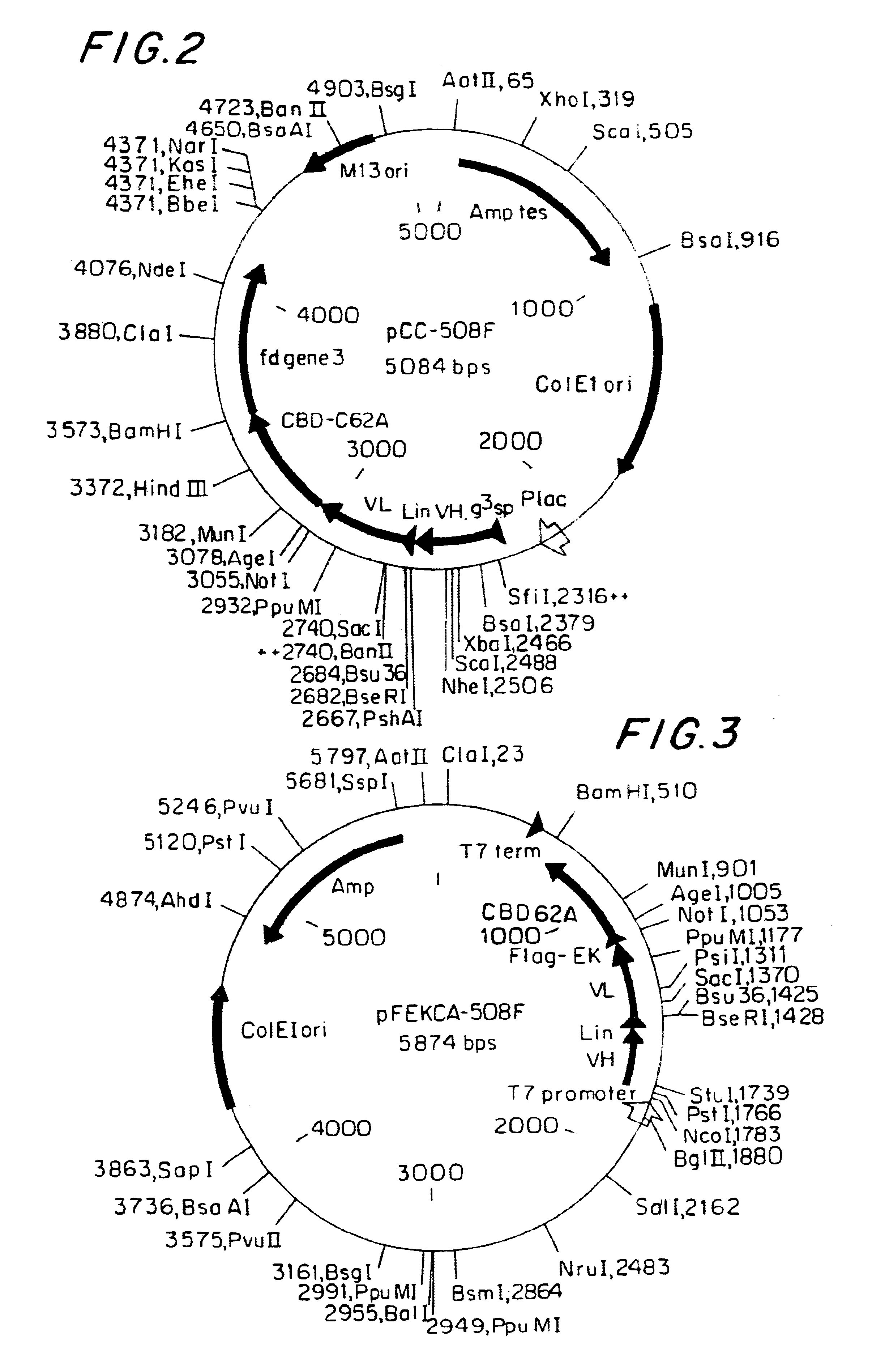 Filamentous bacteriophage displaying a beta-amyloid epitope