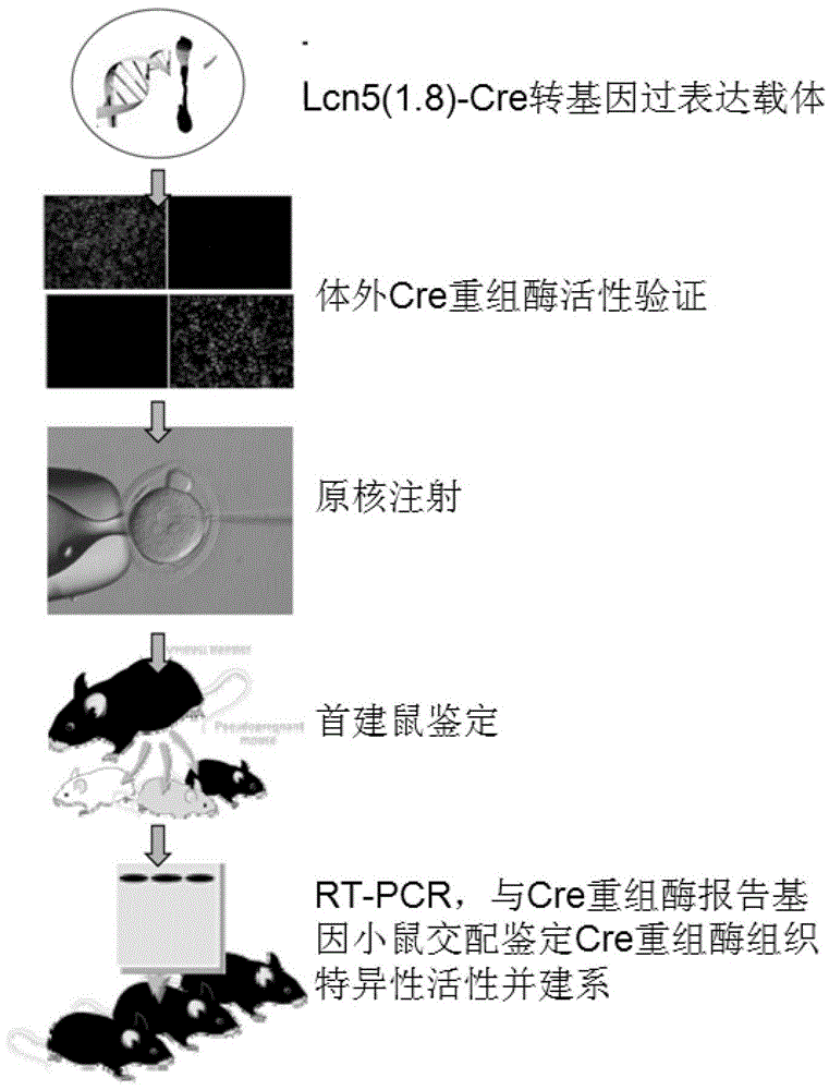 Transgenic constructs and their application in the preparation of epididymal head gene conditional knockout mouse model